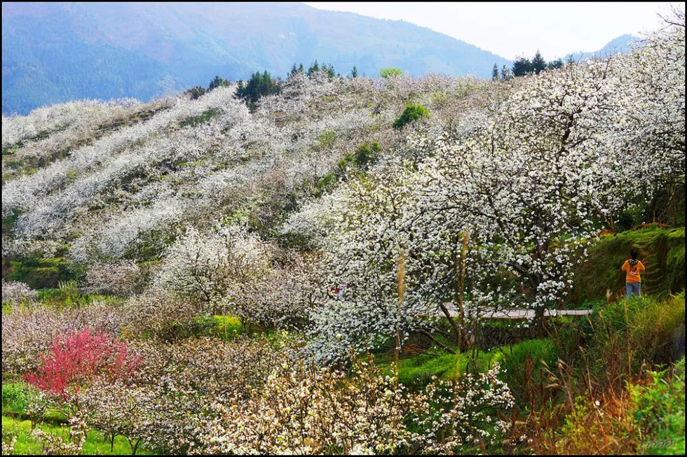 【春天,广西桂林灌阳县向您发出邀请!】我们在灌阳看梨花 - 游山玩水 - 青岛生活社区 - 青岛28生活网 qd.28life.net