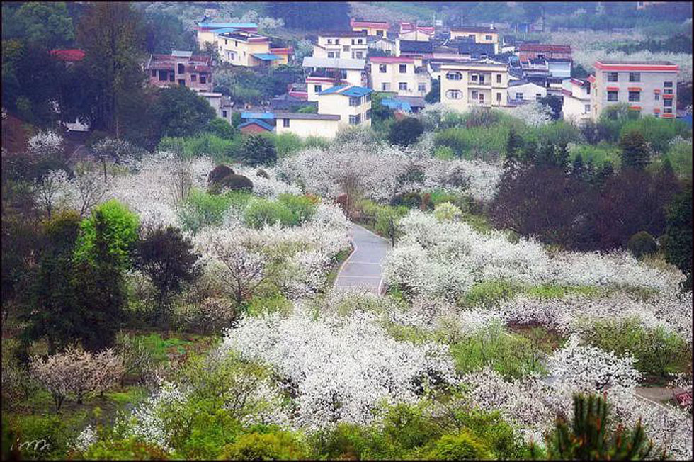 【春天,广西桂林灌阳县向您发出邀请!】我们在灌阳看梨花 - 游山玩水 - 青岛生活社区 - 青岛28生活网 qd.28life.net