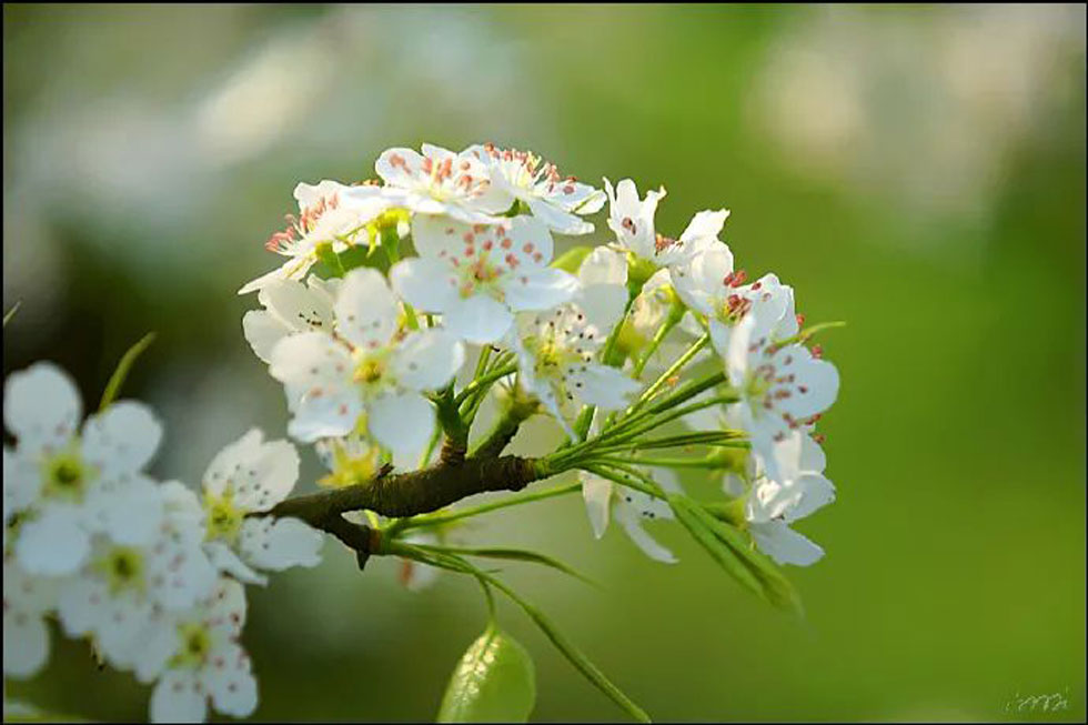 【春天,广西桂林灌阳县向您发出邀请!】我们在灌阳看梨花 - 游山玩水 - 青岛生活社区 - 青岛28生活网 qd.28life.net