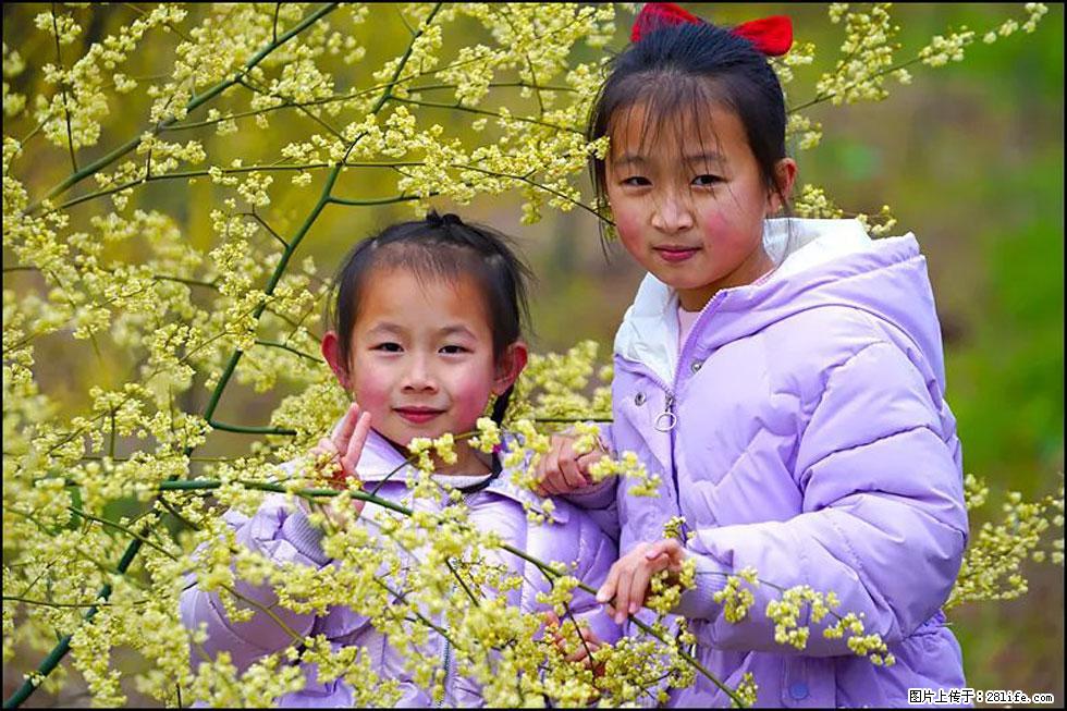 【春天，广西桂林灌阳县向您发出邀请！】米珠山前有片山苍子花在飘香 - 游山玩水 - 青岛生活社区 - 青岛28生活网 qd.28life.net