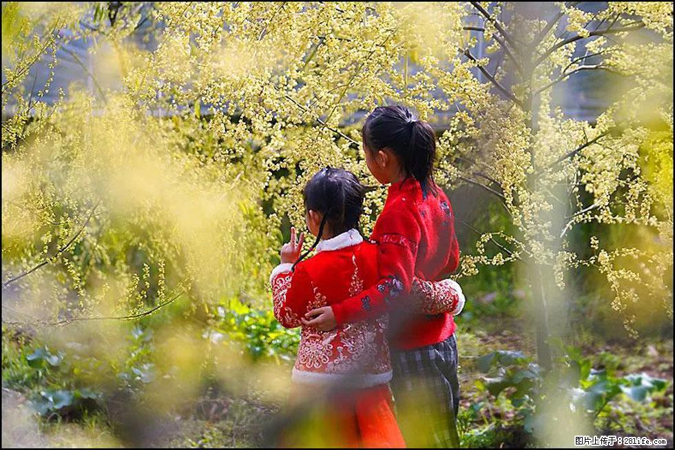 【春天，广西桂林灌阳县向您发出邀请！】米珠山前有片山苍子花在飘香 - 游山玩水 - 青岛生活社区 - 青岛28生活网 qd.28life.net