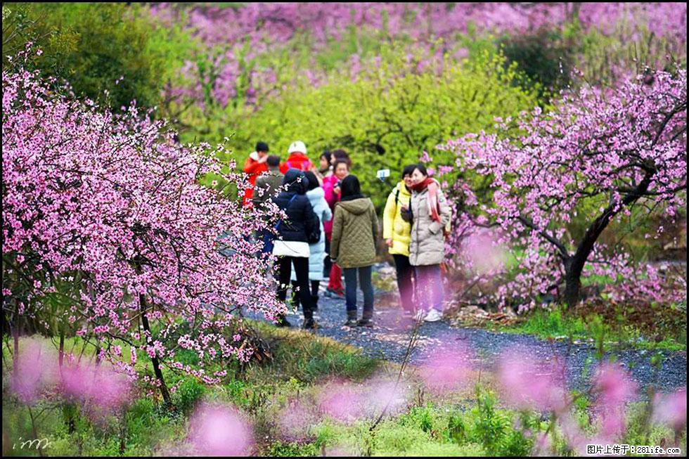 【春天,广西桂林灌阳县向您发出邀请!】官庄村有个醉美的桃花园 - 游山玩水 - 青岛生活社区 - 青岛28生活网 qd.28life.net