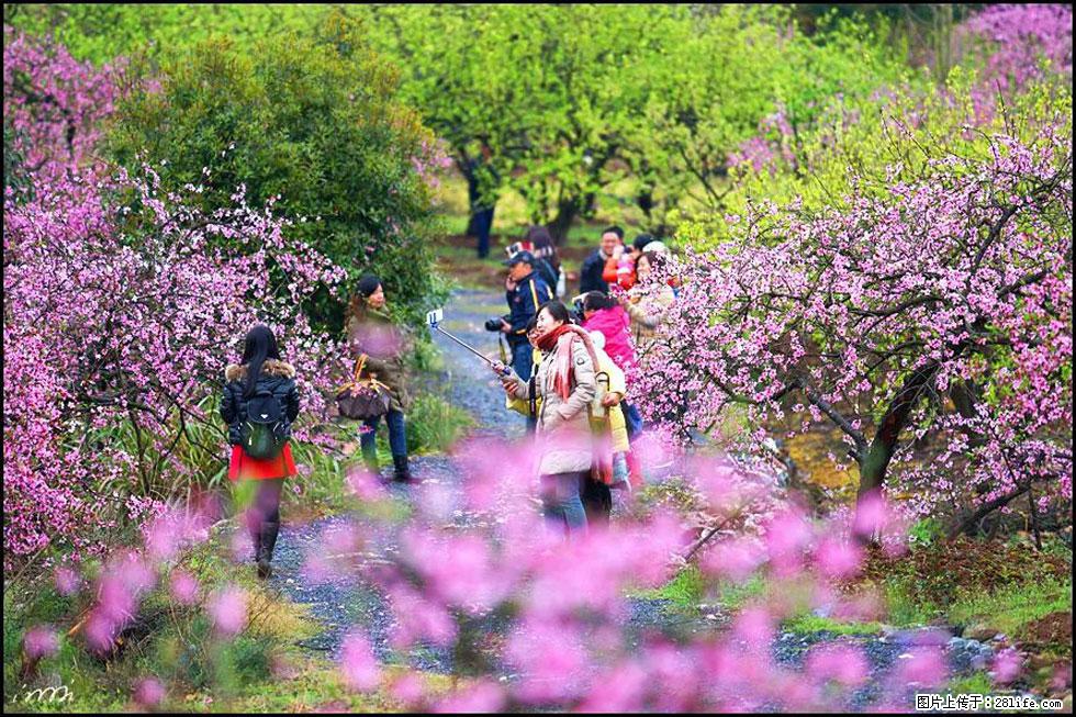 【春天,广西桂林灌阳县向您发出邀请!】官庄村有个醉美的桃花园 - 游山玩水 - 青岛生活社区 - 青岛28生活网 qd.28life.net