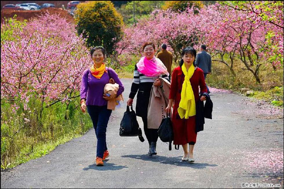 【春天,广西桂林灌阳县向您发出邀请!】官庄村有个醉美的桃花园 - 游山玩水 - 青岛生活社区 - 青岛28生活网 qd.28life.net