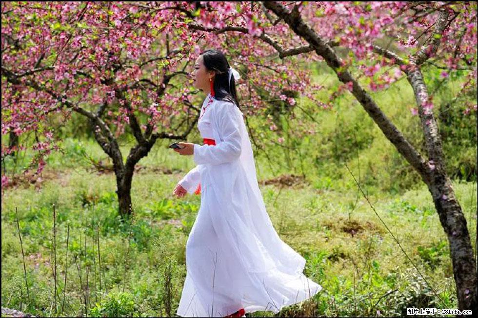【春天,广西桂林灌阳县向您发出邀请!】官庄村有个醉美的桃花园 - 游山玩水 - 青岛生活社区 - 青岛28生活网 qd.28life.net