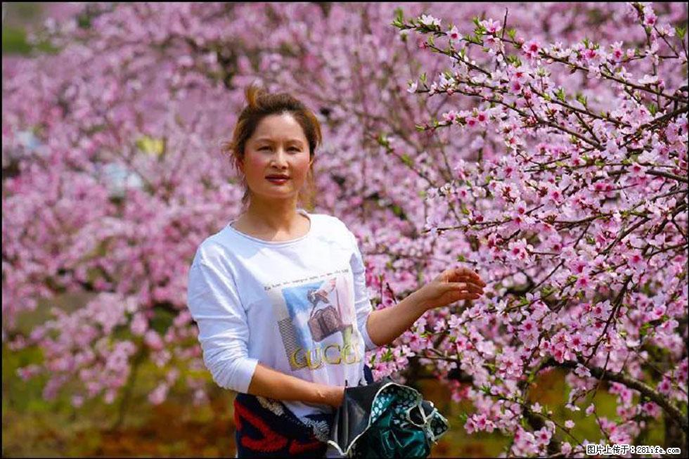 【春天,广西桂林灌阳县向您发出邀请!】官庄村有个醉美的桃花园 - 游山玩水 - 青岛生活社区 - 青岛28生活网 qd.28life.net