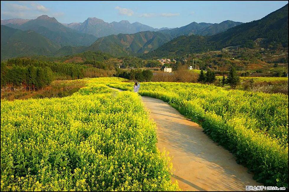 【春天，广西桂林灌阳县向您发出邀请！】长坪村油菜盛情花开 - 游山玩水 - 青岛生活社区 - 青岛28生活网 qd.28life.net