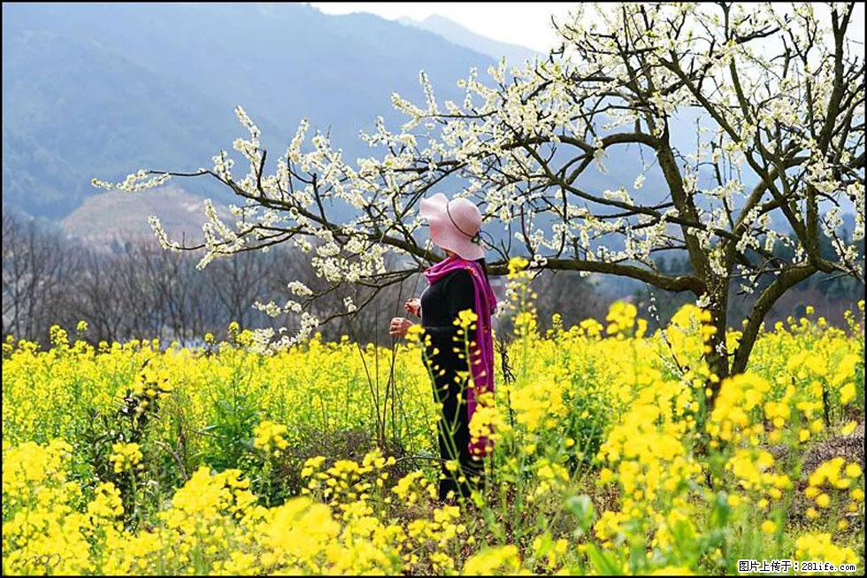 【春天，广西桂林灌阳县向您发出邀请！】长坪村油菜盛情花开 - 游山玩水 - 青岛生活社区 - 青岛28生活网 qd.28life.net