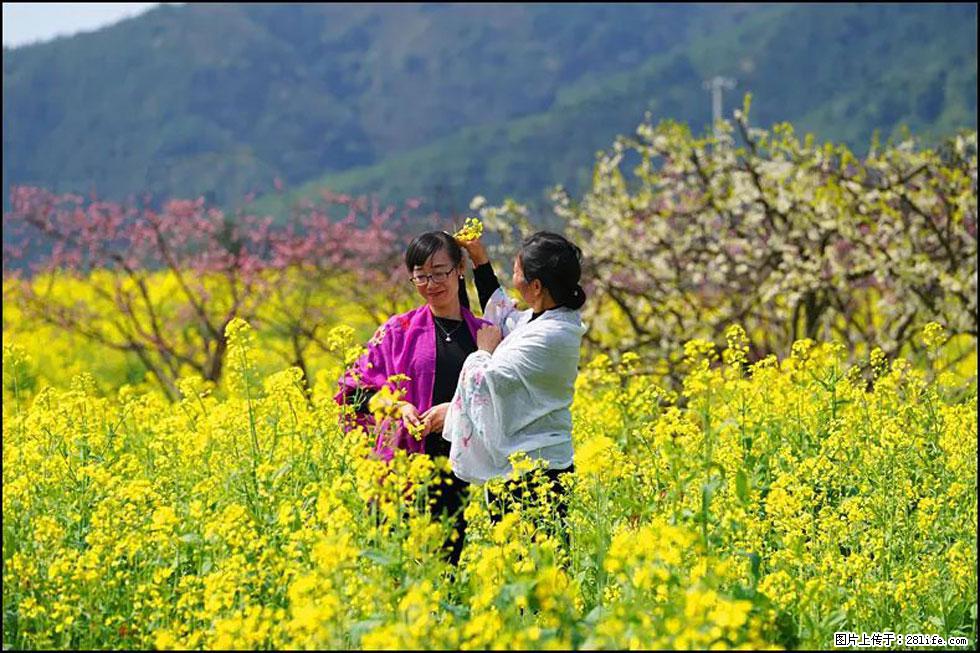 【春天，广西桂林灌阳县向您发出邀请！】长坪村油菜盛情花开 - 游山玩水 - 青岛生活社区 - 青岛28生活网 qd.28life.net