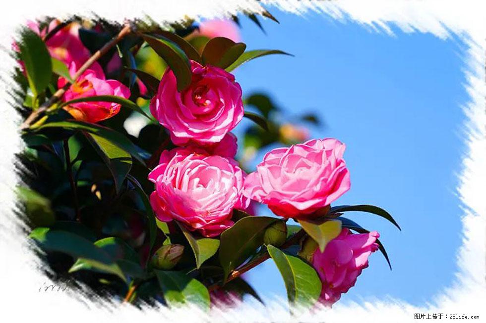 【春天，广西桂林灌阳县向您发出邀请！】杨柳井茶花惹人爱 - 游山玩水 - 青岛生活社区 - 青岛28生活网 qd.28life.net