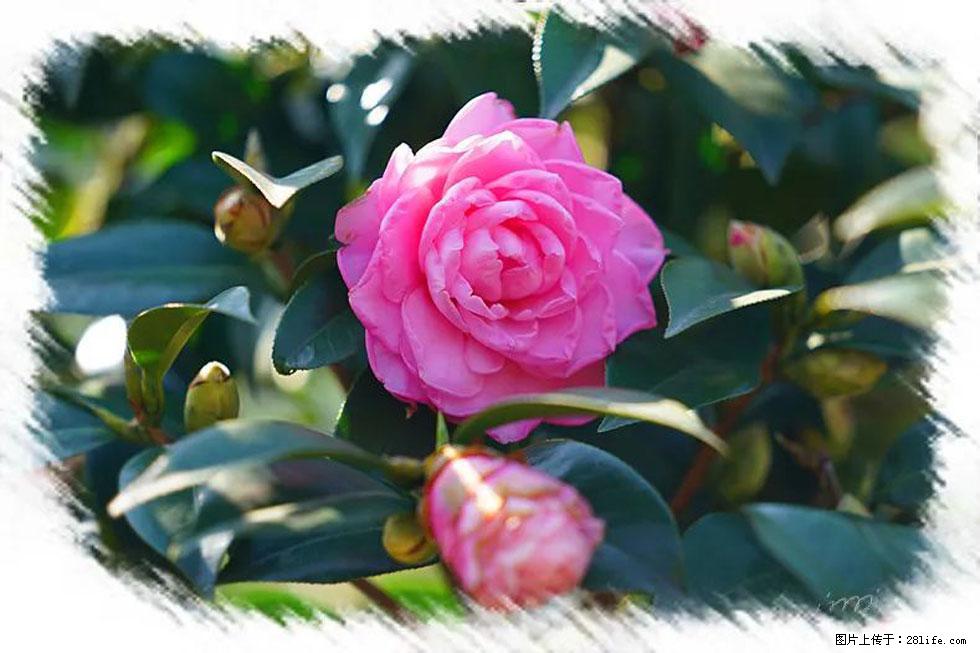 【春天，广西桂林灌阳县向您发出邀请！】杨柳井茶花惹人爱 - 游山玩水 - 青岛生活社区 - 青岛28生活网 qd.28life.net