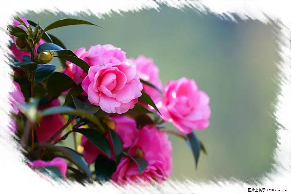 【春天，广西桂林灌阳县向您发出邀请！】杨柳井茶花惹人爱 - 游山玩水 - 青岛生活社区 - 青岛28生活网 qd.28life.net