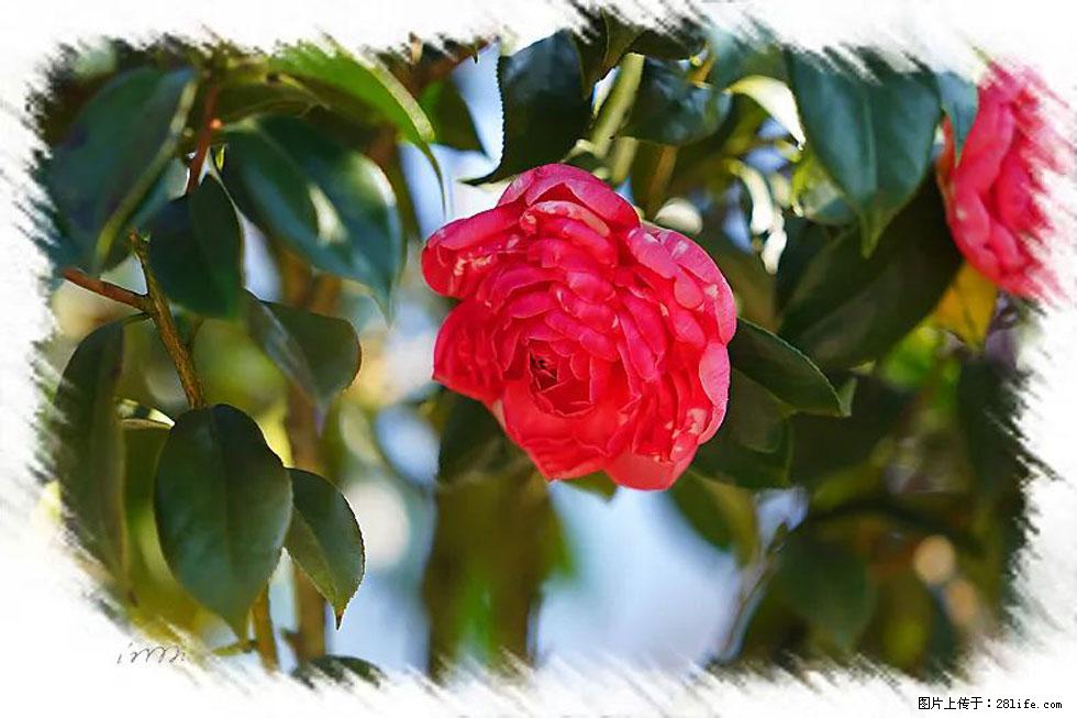 【春天，广西桂林灌阳县向您发出邀请！】杨柳井茶花惹人爱 - 游山玩水 - 青岛生活社区 - 青岛28生活网 qd.28life.net