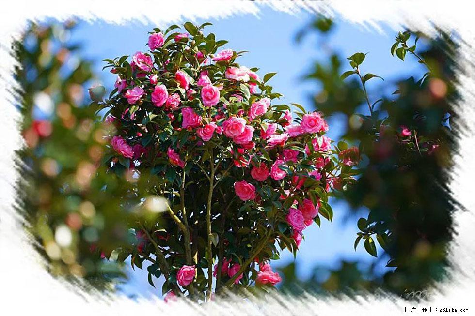 【春天，广西桂林灌阳县向您发出邀请！】杨柳井茶花惹人爱 - 游山玩水 - 青岛生活社区 - 青岛28生活网 qd.28life.net