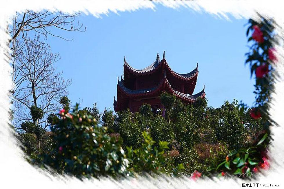 【春天，广西桂林灌阳县向您发出邀请！】杨柳井茶花惹人爱 - 游山玩水 - 青岛生活社区 - 青岛28生活网 qd.28life.net