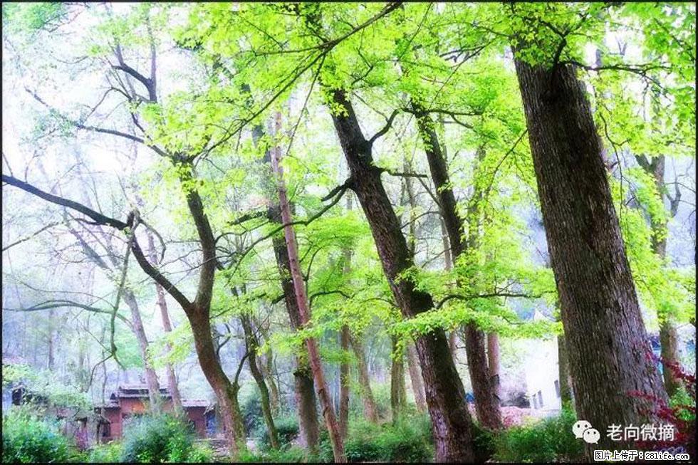 【春天，广西桂林灌阳县向您发出邀请！】在小龙村与春天约会 - 游山玩水 - 青岛生活社区 - 青岛28生活网 qd.28life.net