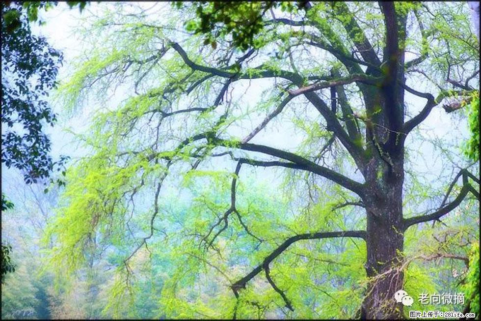 【春天，广西桂林灌阳县向您发出邀请！】在小龙村与春天约会 - 游山玩水 - 青岛生活社区 - 青岛28生活网 qd.28life.net