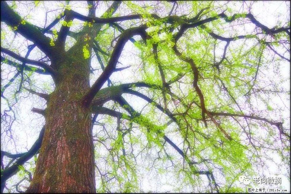 【春天，广西桂林灌阳县向您发出邀请！】在小龙村与春天约会 - 游山玩水 - 青岛生活社区 - 青岛28生活网 qd.28life.net