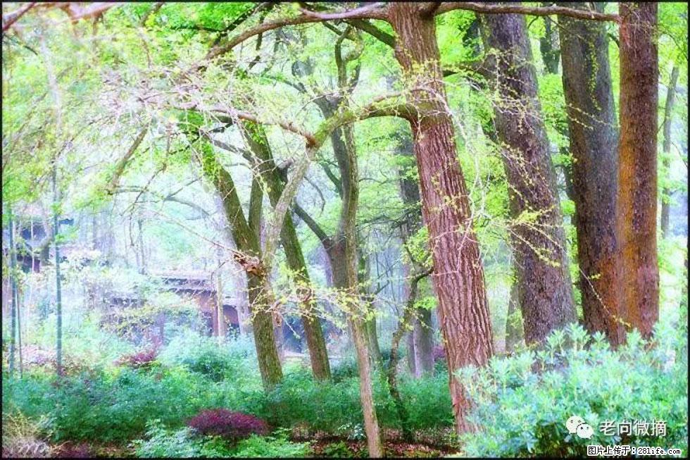 【春天，广西桂林灌阳县向您发出邀请！】在小龙村与春天约会 - 游山玩水 - 青岛生活社区 - 青岛28生活网 qd.28life.net