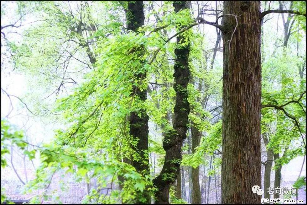 【春天，广西桂林灌阳县向您发出邀请！】在小龙村与春天约会 - 游山玩水 - 青岛生活社区 - 青岛28生活网 qd.28life.net