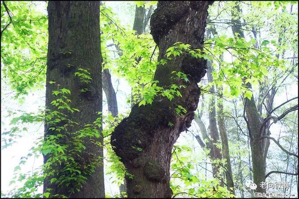 【春天，广西桂林灌阳县向您发出邀请！】在小龙村与春天约会 - 游山玩水 - 青岛生活社区 - 青岛28生活网 qd.28life.net