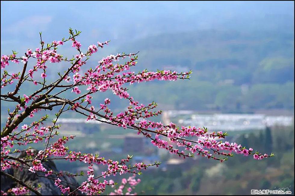 【春天,广西桂林灌阳县向您发出邀请!】望月岭上桃花开 - 游山玩水 - 青岛生活社区 - 青岛28生活网 qd.28life.net