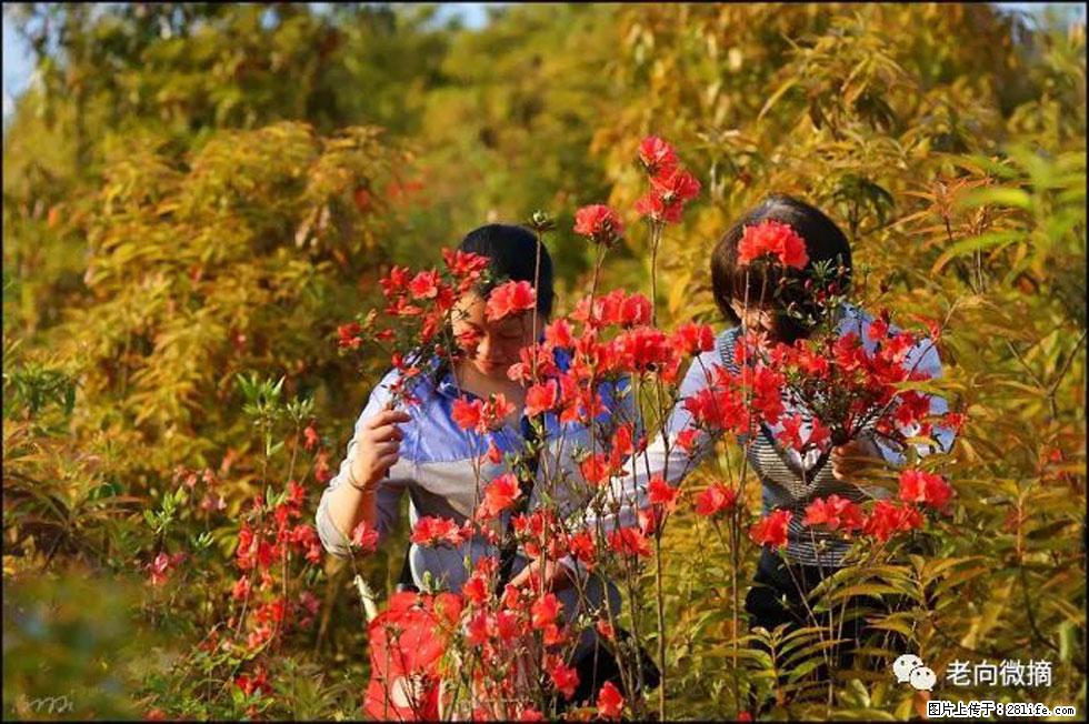 【春天，广西桂林灌阳县向您发出邀请！】登麒麟山，相约映山红 - 游山玩水 - 青岛生活社区 - 青岛28生活网 qd.28life.net