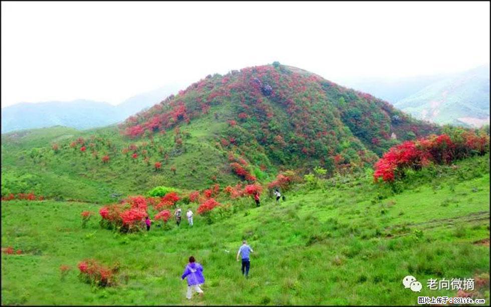 【春天，广西桂林灌阳县向您发出邀请！】宝盖山上映山红 - 游山玩水 - 青岛生活社区 - 青岛28生活网 qd.28life.net