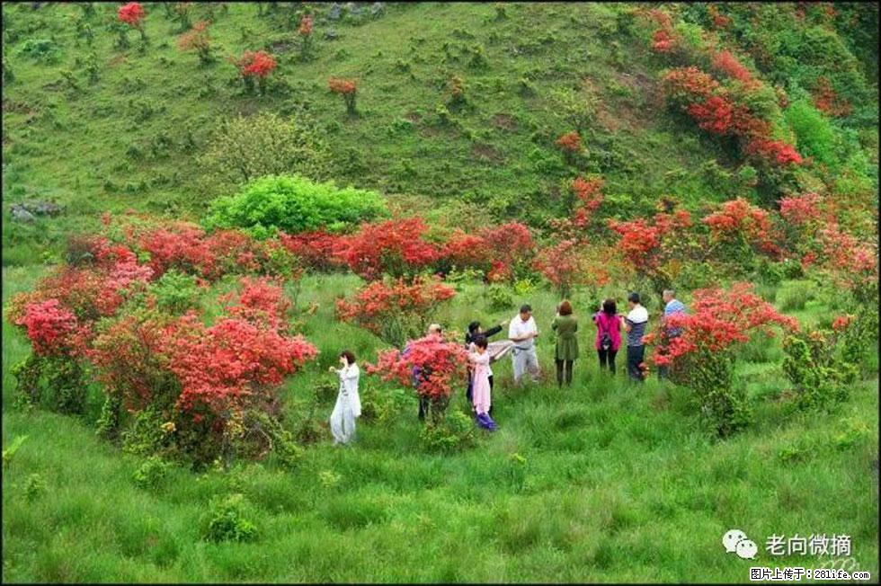 【春天，广西桂林灌阳县向您发出邀请！】宝盖山上映山红 - 游山玩水 - 青岛生活社区 - 青岛28生活网 qd.28life.net
