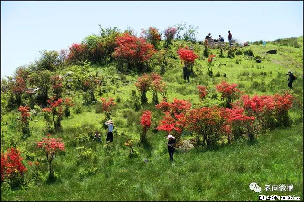 【春天，广西桂林灌阳县向您发出邀请！】宝盖山上映山红 - 游山玩水 - 青岛生活社区 - 青岛28生活网 qd.28life.net
