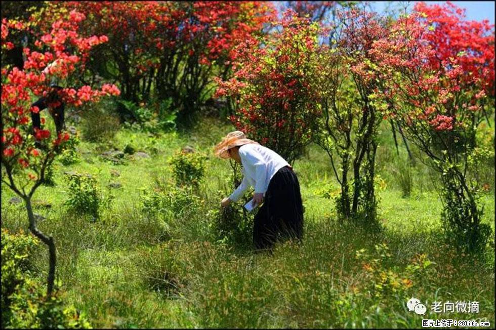 【春天，广西桂林灌阳县向您发出邀请！】宝盖山上映山红 - 游山玩水 - 青岛生活社区 - 青岛28生活网 qd.28life.net