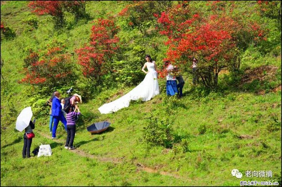 【春天，广西桂林灌阳县向您发出邀请！】宝盖山上映山红 - 游山玩水 - 青岛生活社区 - 青岛28生活网 qd.28life.net