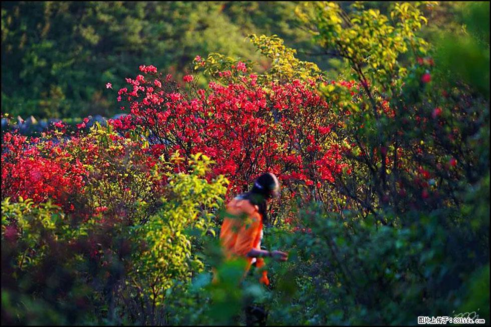 【春天，广西桂林灌阳县向您发出邀请！】春木界上映山红 - 游山玩水 - 青岛生活社区 - 青岛28生活网 qd.28life.net