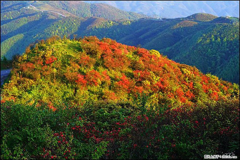 【春天，广西桂林灌阳县向您发出邀请！】春木界上映山红 - 游山玩水 - 青岛生活社区 - 青岛28生活网 qd.28life.net