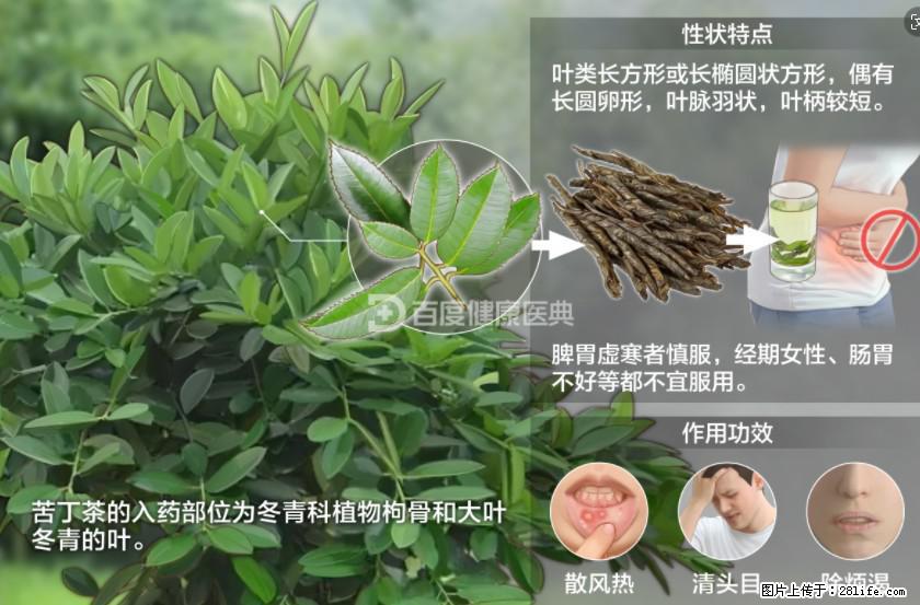 苦丁茶有哪些功效和作用 - 生活百科 - 青岛生活社区 - 青岛28生活网 qd.28life.net