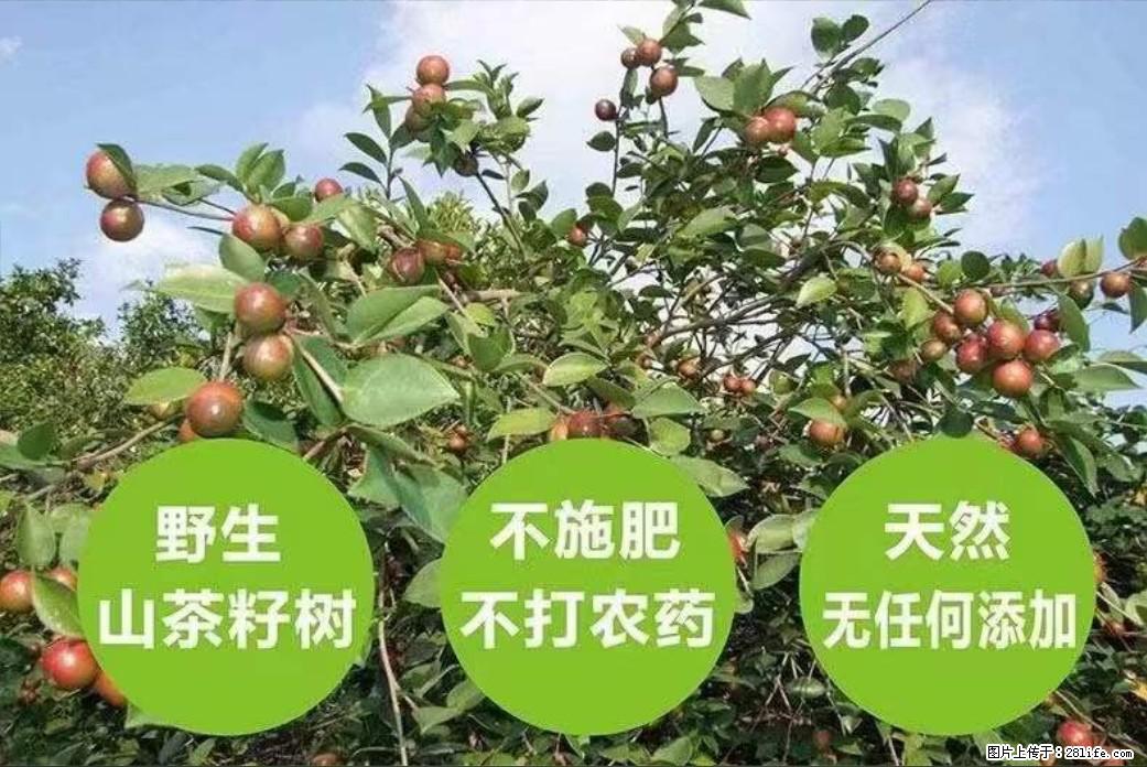 【灌阳县油茶产业示范区】一个有着充实的精神生活的人，对待身外之物自会有一种淡泊的态度 - 土特产 - 饮食特产 - 青岛分类信息 - 青岛28生活网 qd.28life.net