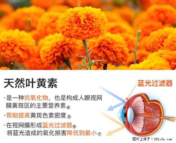 叶黄素有什么功效和作用 - 生活百科 - 青岛生活社区 - 青岛28生活网 qd.28life.net