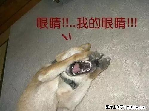 笑癫了！一女的怀孕三年未生，他终于忍不住了... - 娱乐八卦 - 青岛生活社区 - 青岛28生活网 qd.28life.net