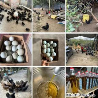 油茶园从小鸡仔开始养起的纯土鸡、土鸡蛋可以预定啦！还有前几天刚榨的纯山茶油哦 - 青岛28生活网 qd.28life.net