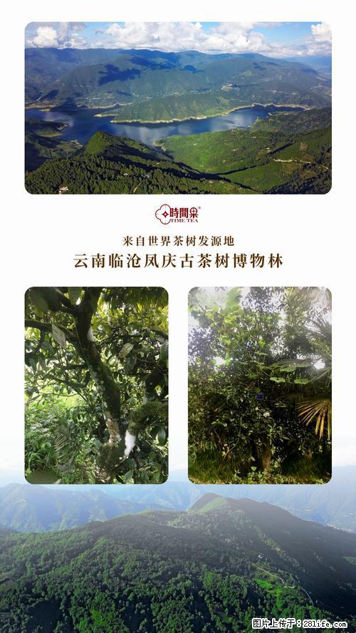 时间果百年古树2025年春红茶 - 购物交流 - 青岛生活社区 - 青岛28生活网 qd.28life.net