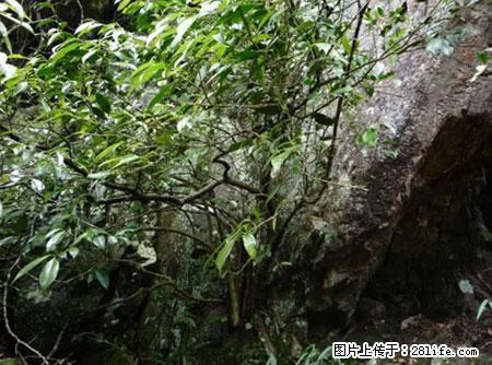 平乐石崖茶,珍贵仅次于金花茶 - 青岛生活资讯 - 青岛28生活网 qd.28life.net