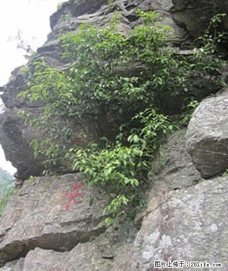 平乐石崖茶,珍贵仅次于金花茶 - 青岛生活资讯 - 青岛28生活网 qd.28life.net