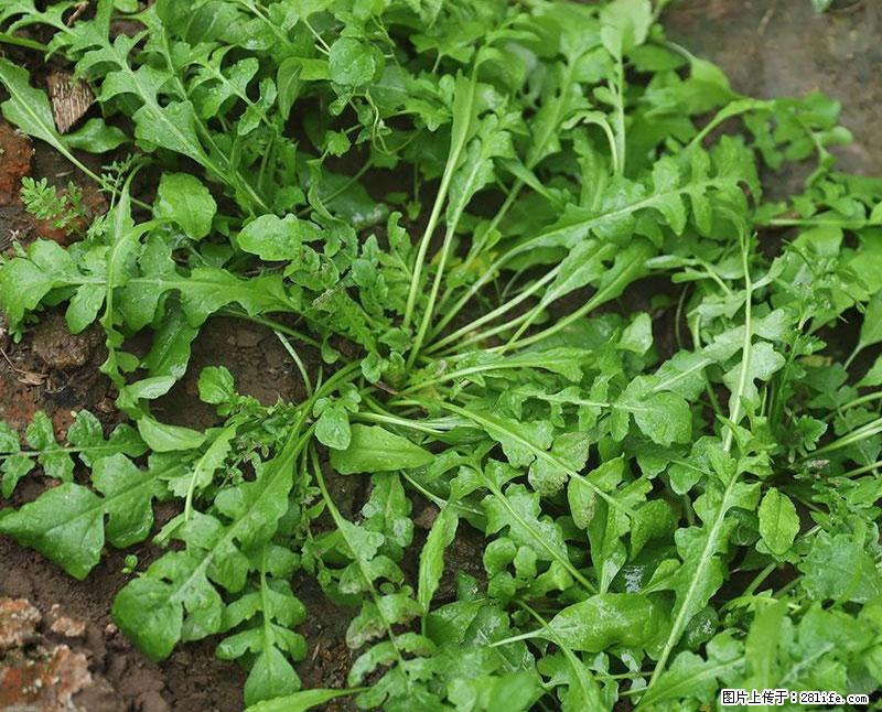 这些蔬菜是“天然钙片”，这6种被医生重点推荐 - 青岛生活资讯 - 青岛28生活网 qd.28life.net