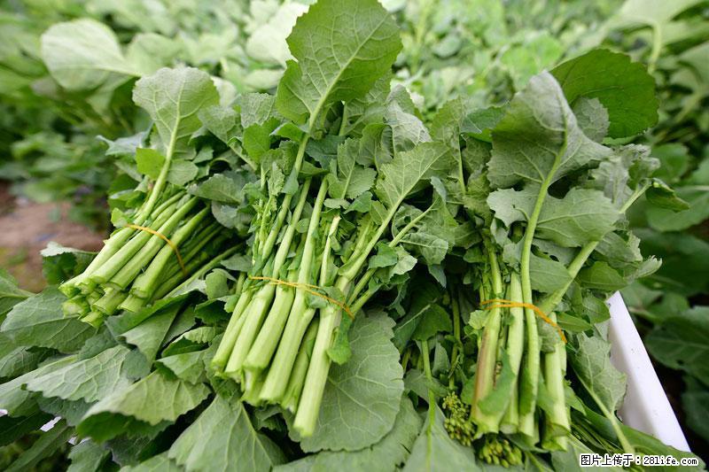 这些蔬菜是“天然钙片”，这6种被医生重点推荐 - 青岛生活资讯 - 青岛28生活网 qd.28life.net